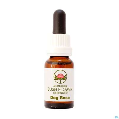 Aub Dog Rose, A-Nr.: 2626985 - 01