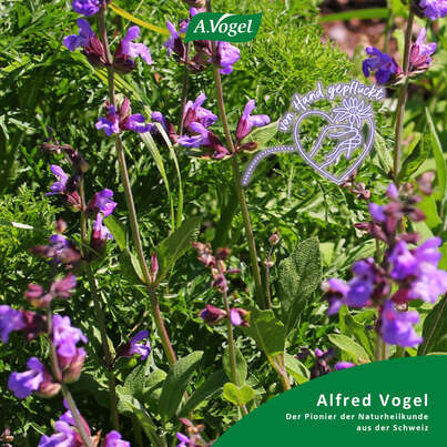 Sie sehen eine Packung A.Vogel Menosan Salvia, Produktbild: 03 A.Vogel Menosan Salvia, A-Nr.: 4296256 - 03
