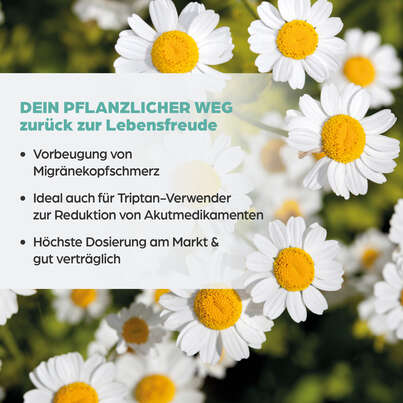 Sie sehen eine Packung Dr. Böhm® Mutterkraut forte 200 mg, Produktbild: 03 Dr. Böhm® Mutterkraut forte 200 mg, A-Nr.: 5521488 - 03