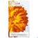 Weleda Calendula Wundschutzcreme 30ml, A-Nr.: 5190910 - 05