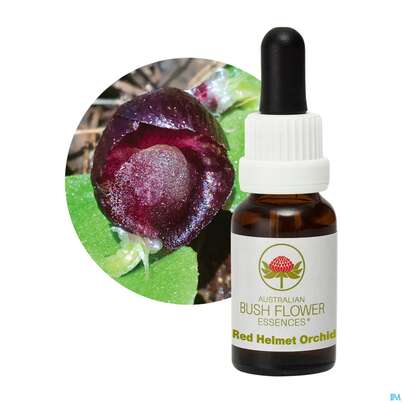 Aub Red Helmet Orchid, A-Nr.: 2627275 - 04