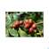 Sonnentor Gruener Kaffee Bio Aufgussbeutel 02906 18st, A-Nr.: 4276006 - 06