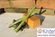 Ohrkerzen SOMO® HANF Kinder, A-Nr.: 5378424 - 02