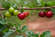 BIO Acerola Vitamin C Fruchtpulver, 100% pur, gefriergetrocknet mit 30% natürlichem Vitamin C, A-Nr.: 5659548 - 05